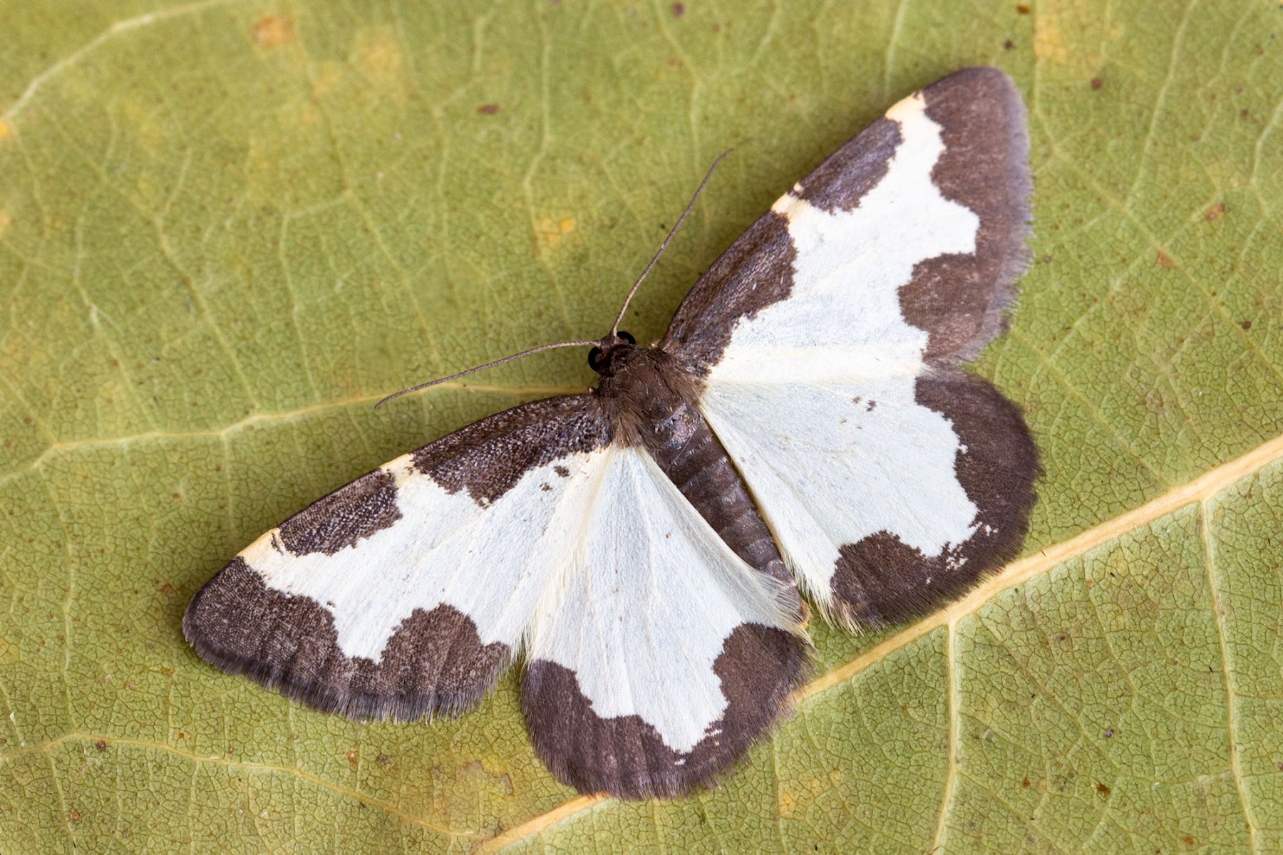 lomaspilis-marginata-lubenea-mot-le
